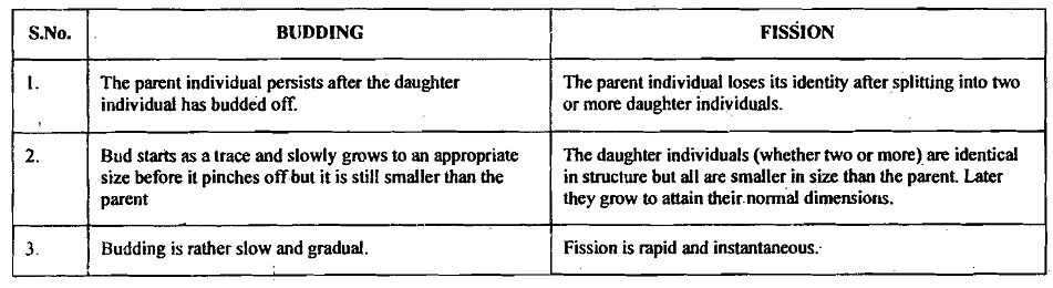 2471_Differences between Budding and Fission.png